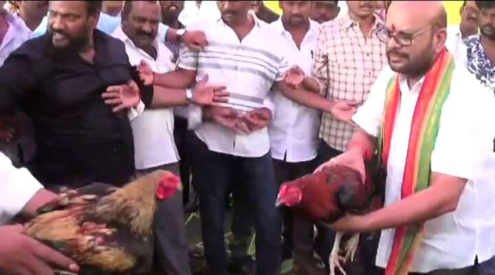 ప‌వ‌న్ అడ్డాలో కోడి పందాలకు సై అంటే సై